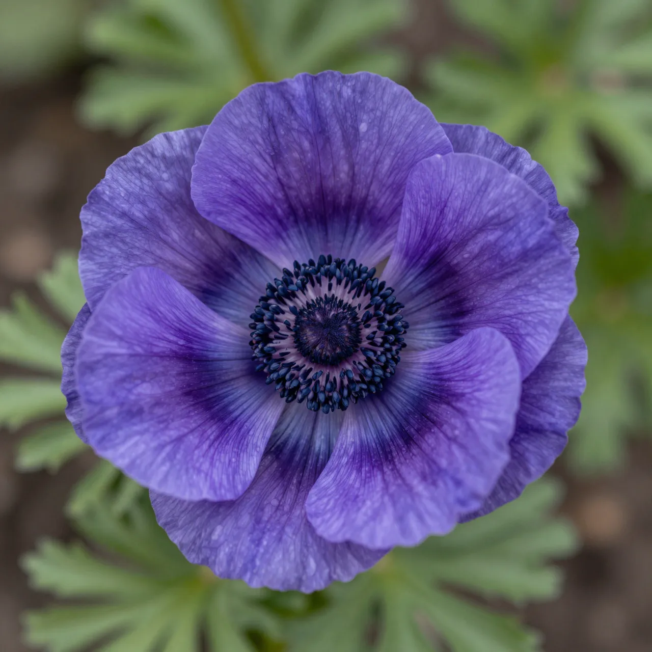Close-up macro view of a dewy purple anemone flower set against soft blurred garden foliage