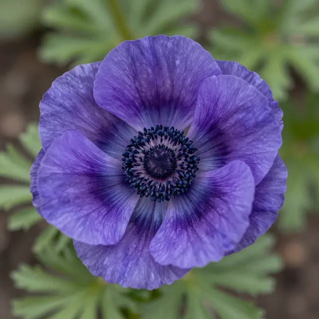 Close-up macro view of a dewy purple anemone flower set against soft blurred garden foliage