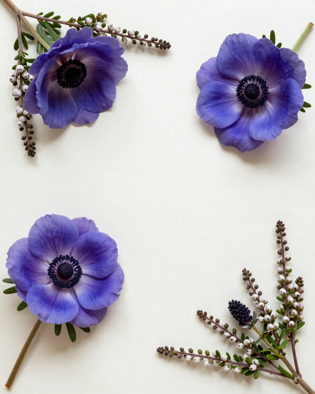 Top-down view of blue-purple anemone flowers and berry sprigs arranged on an off-white paper background with empty central