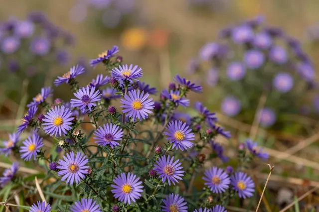 Sharp close-up of purple aster flowers with yellow centers growing in an early autumn meadow