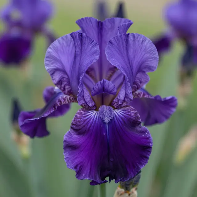 A close-up of a fully bloomed purple bearded iris with soft blurred garden foliage in the background.