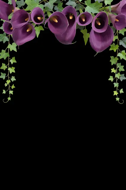 Trailing green ivy and plum calla lilies form a top border against a solid black empty background.