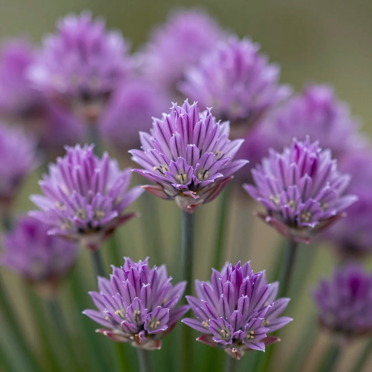 Sharp close-up of in-focus purple chive pompom flower heads against a soft blurred foliage background