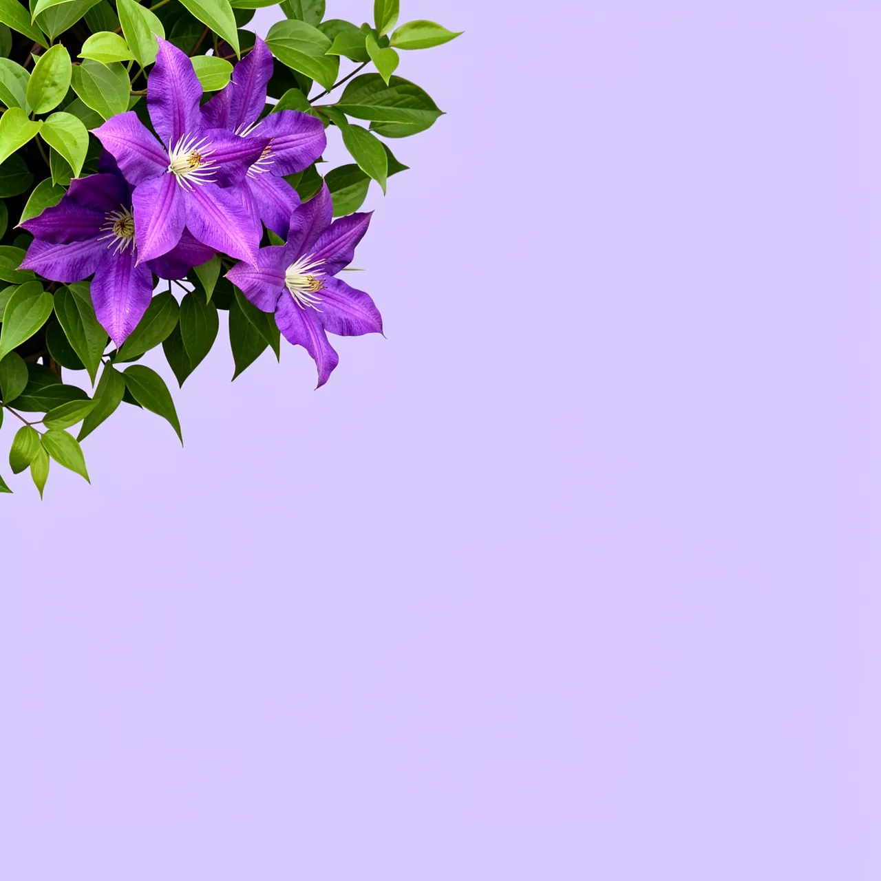 A cluster of purple clematis flowers and green leaves sits in the upper left against a pale lavender solid background