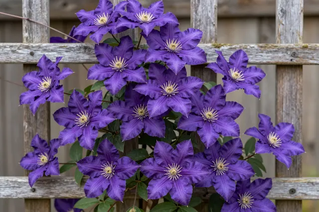 Vibrant purple clematis flowers climb and bloom against a weathered wooden garden trellis