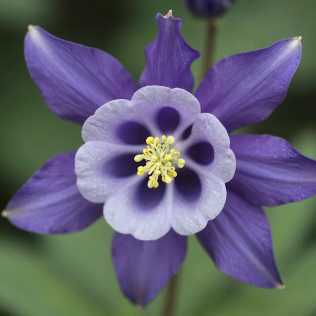 Close-up macro view of an open purple columbine flower with pale inner petals and yellow stamens against blurred green