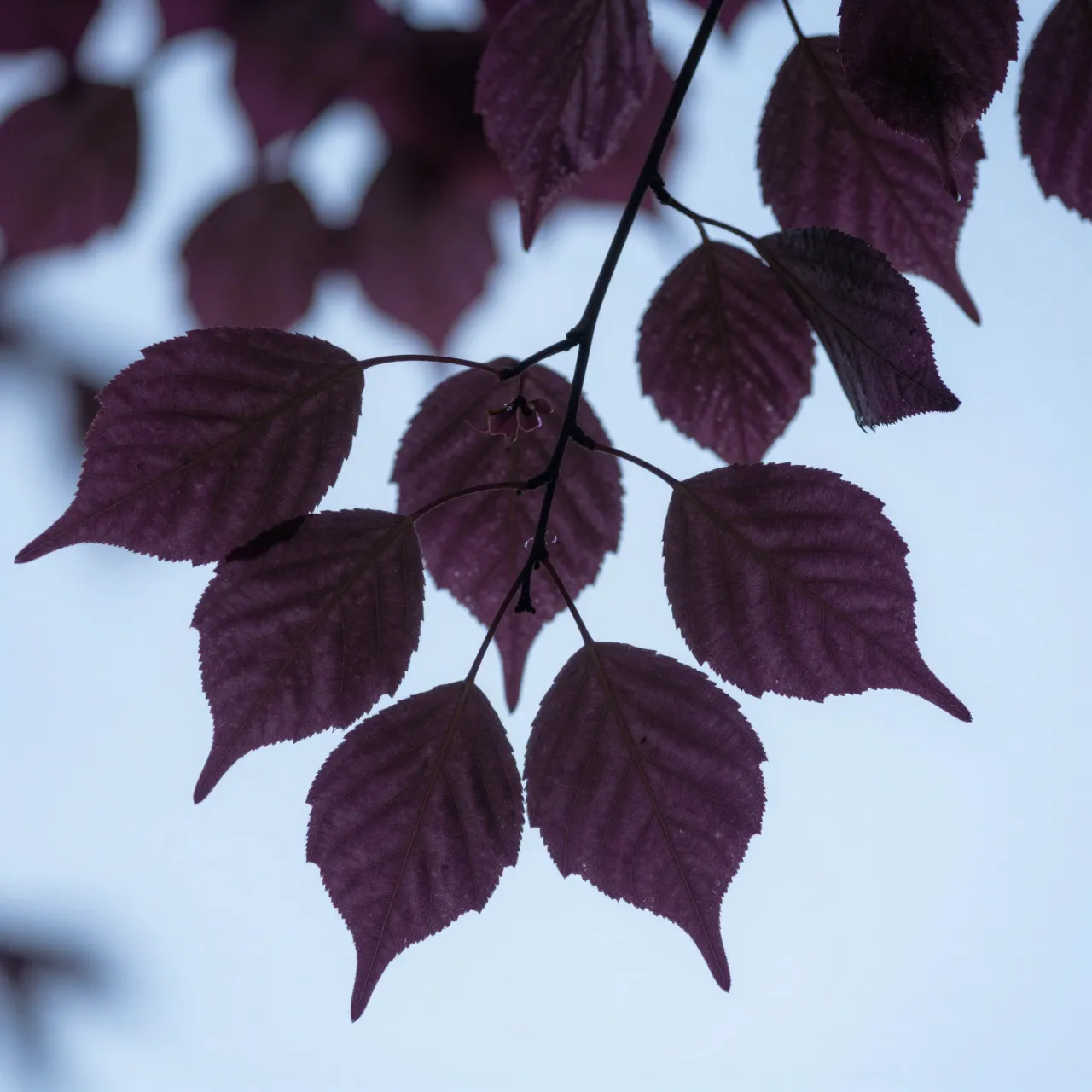Deep purple copper beech leaves on a thin branch silhouetted against a pale soft sky