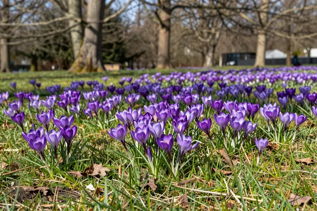Dense purple crocus flowers bloom across a grassy lawn beneath leafless trees in bright early spring sunlight