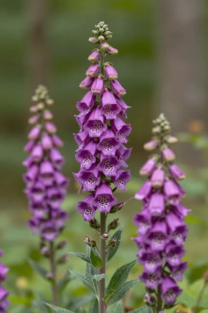 Sharp close-up of purple foxglove flower stalks with a soft blurred woodland background