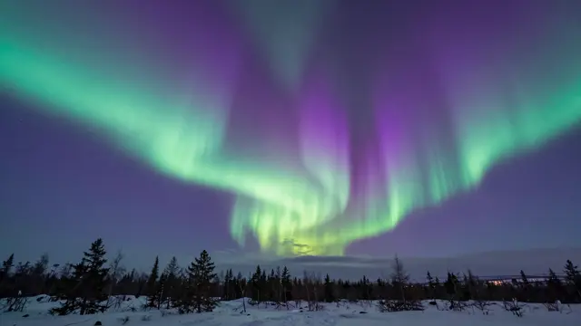 Vivid purple and green aurora borealis arcs across a dark twilight sky above snow-covered arctic tundra and sparse conifer