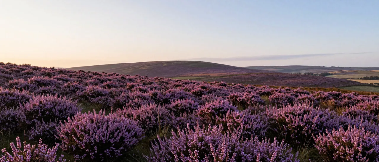 Rolling purple heather moorland stretches to the horizon under soft warm evening light