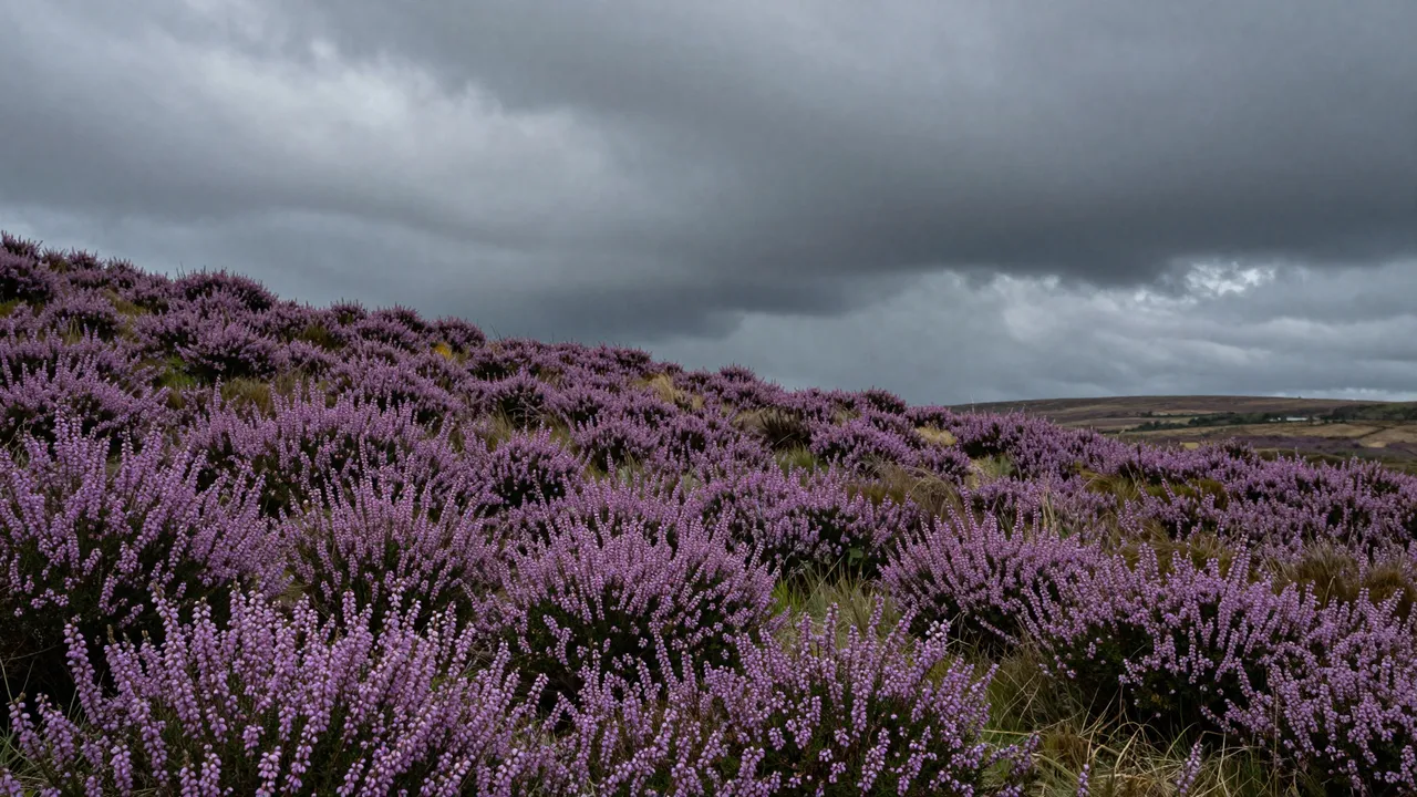 Dense purple heather covers rolling moorland beneath heavy dark storm clouds