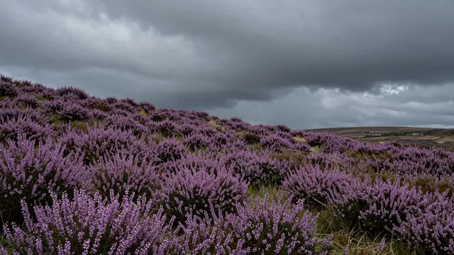 Dense purple heather covers rolling moorland beneath heavy dark storm clouds