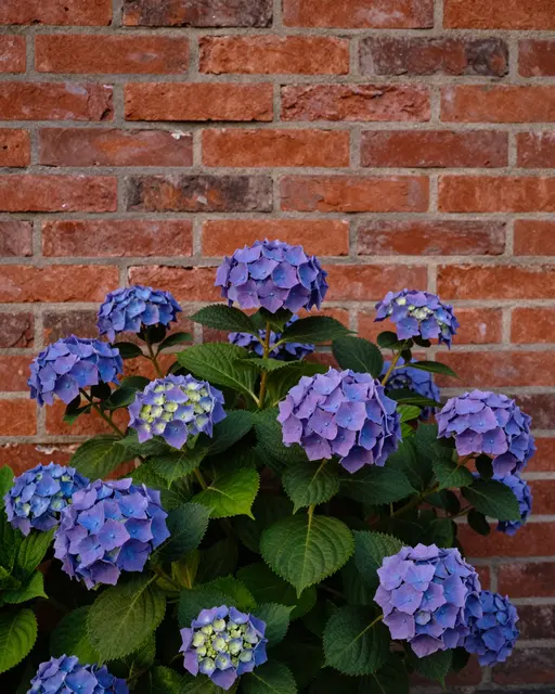 Rich purple mophead hydrangea blooms grow against an old red brick wall in soft warm evening light