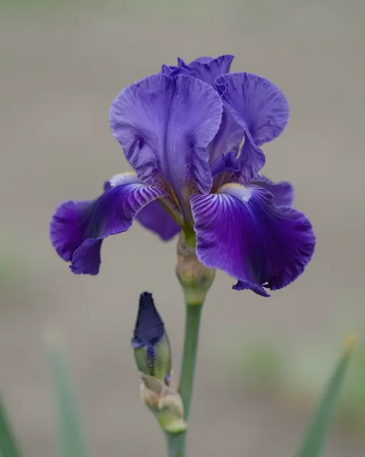 A fully open purple iris flower sits beside a tightly furled iris bud on a green stem against a soft blurred background.