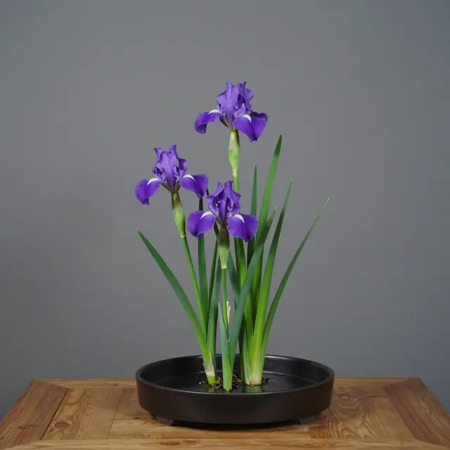 An ikebana arrangement of three purple irises rests in a black ceramic basin on a low wooden table against a plain gray wall.