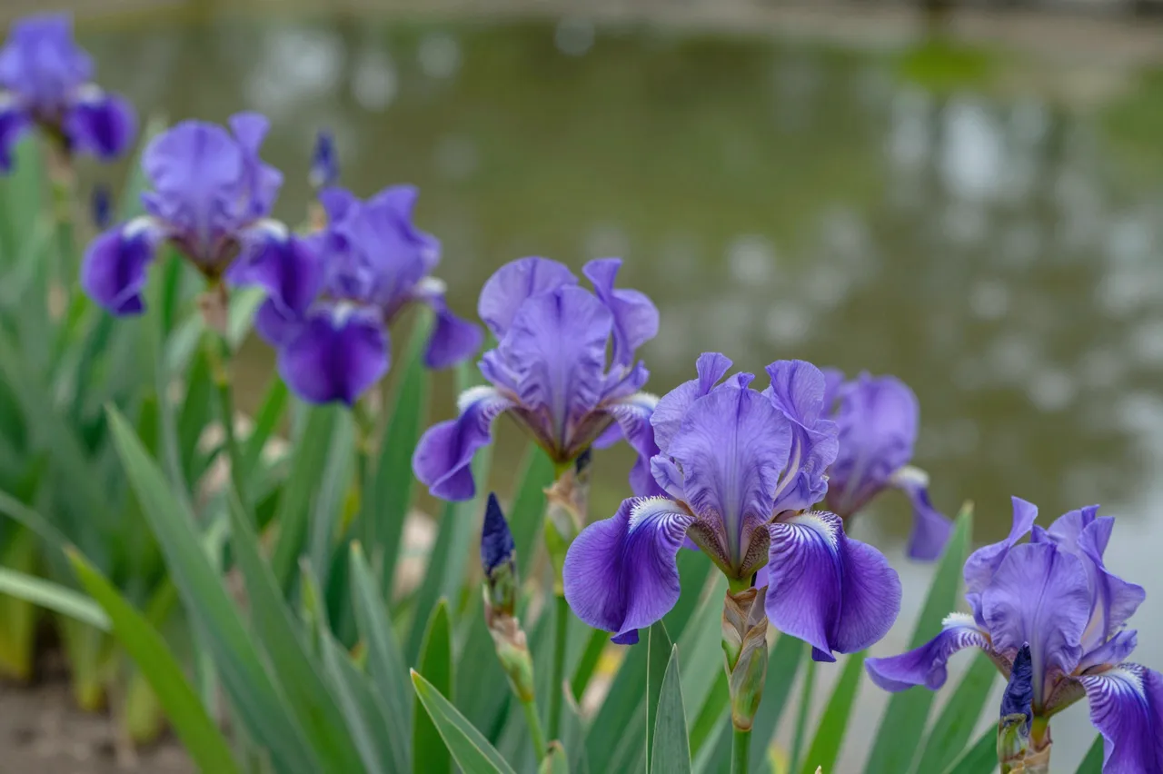 Sharp purple iris blooms grow at the edge of a blurred calm pond in late spring.