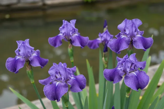 Blooming purple irises grow at the edge of a calm garden pond with soft blurred background water.