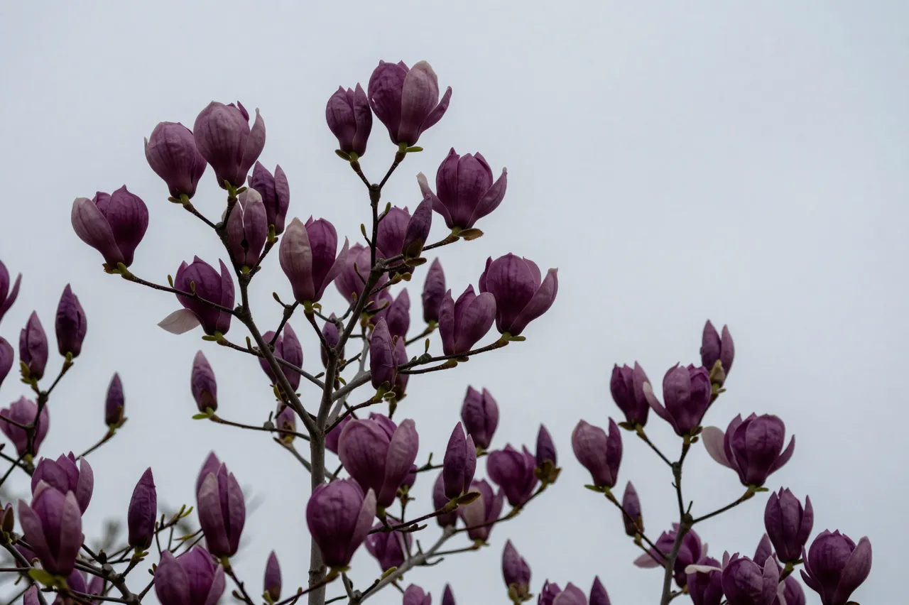 Purple magnolia flower buds and partially open blossoms grow against a muted overcast gray sky