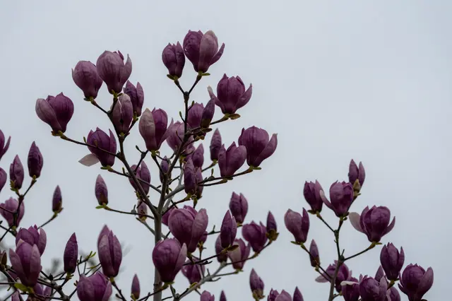 Purple magnolia flower buds and partially open blossoms grow against a muted overcast gray sky