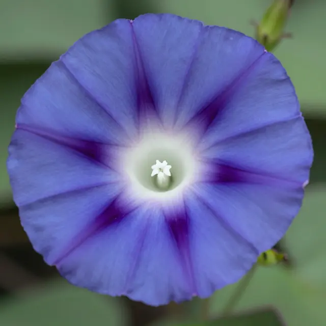 Close-up macro shot of an open purple morning glory flower with a pale white throat