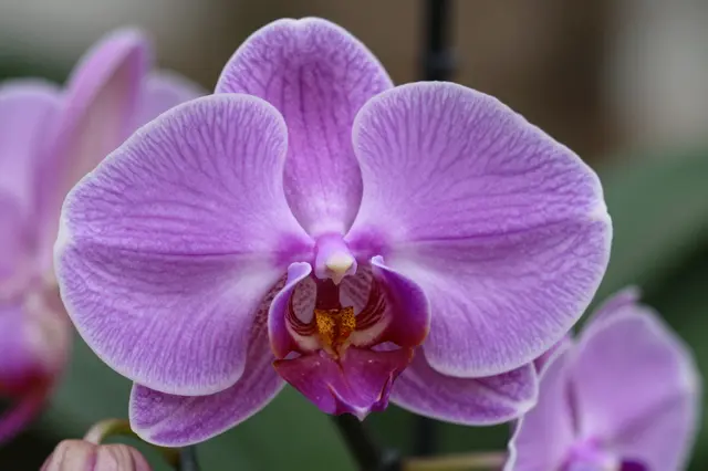 A sharp close-up of a purple phalaenopsis orchid flower with blurred matching orchids in the background.