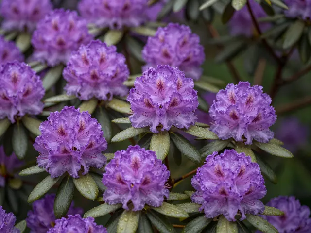 Close-up of dewy purple rhododendron flower clusters with glossy green leaves after rainfall