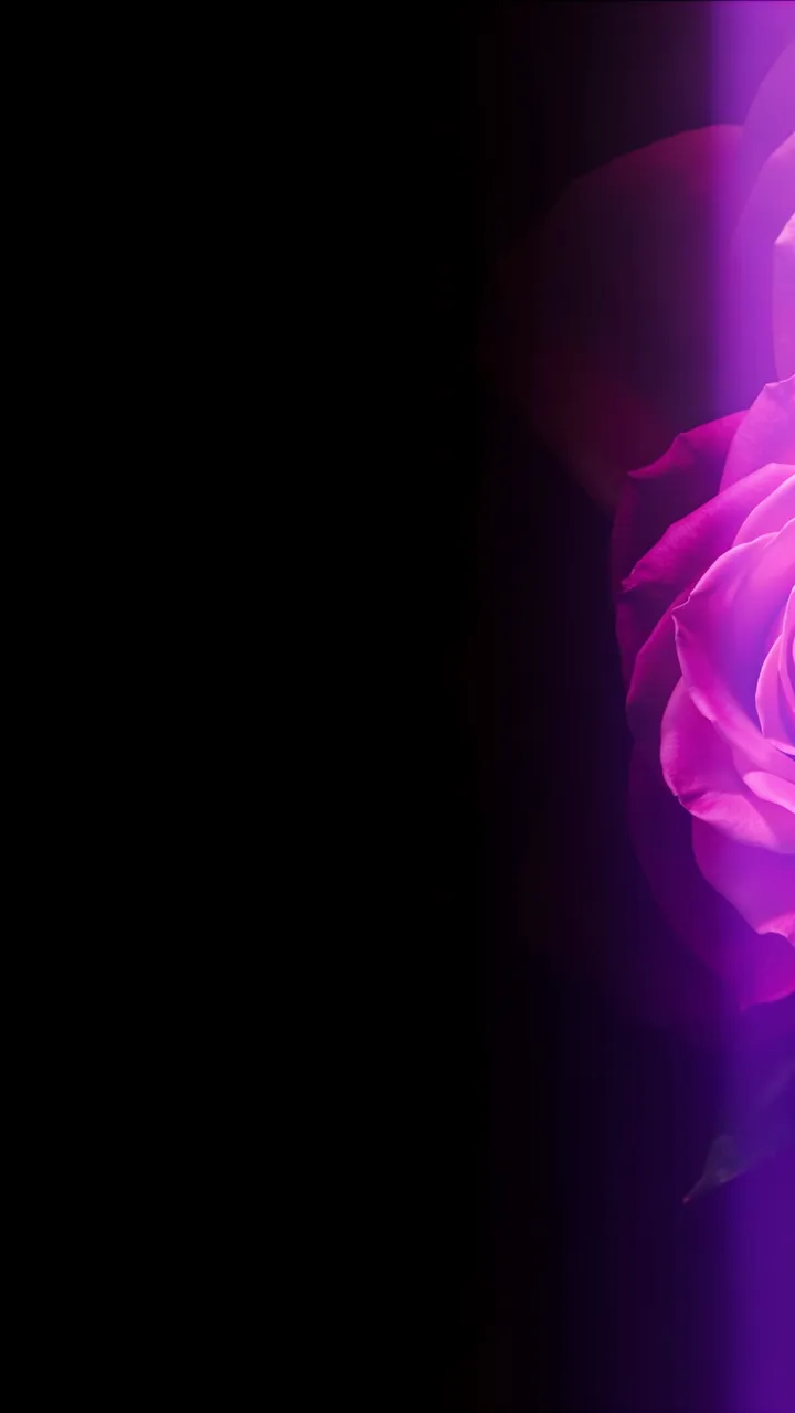 Vertical purple light leak frames a partially visible pink rose on a solid black background