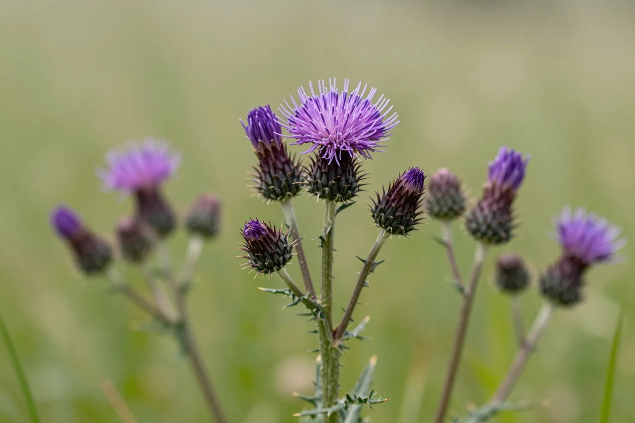 Sharp purple thistle blooms and buds stand against a soft blurred green summer meadow background