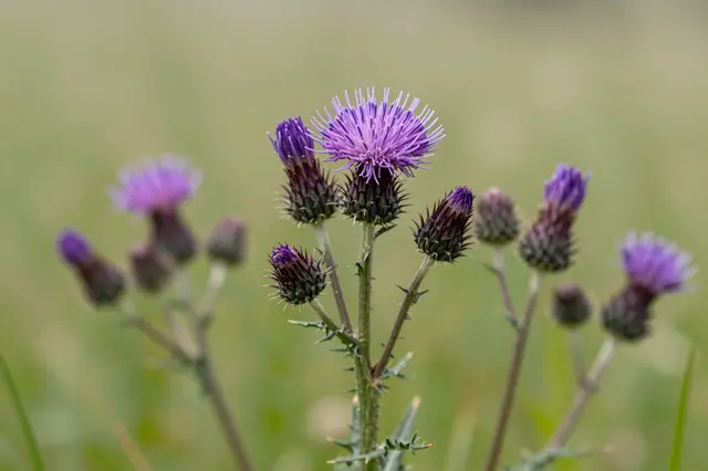 Sharp purple thistle blooms and buds stand against a soft blurred green summer meadow background