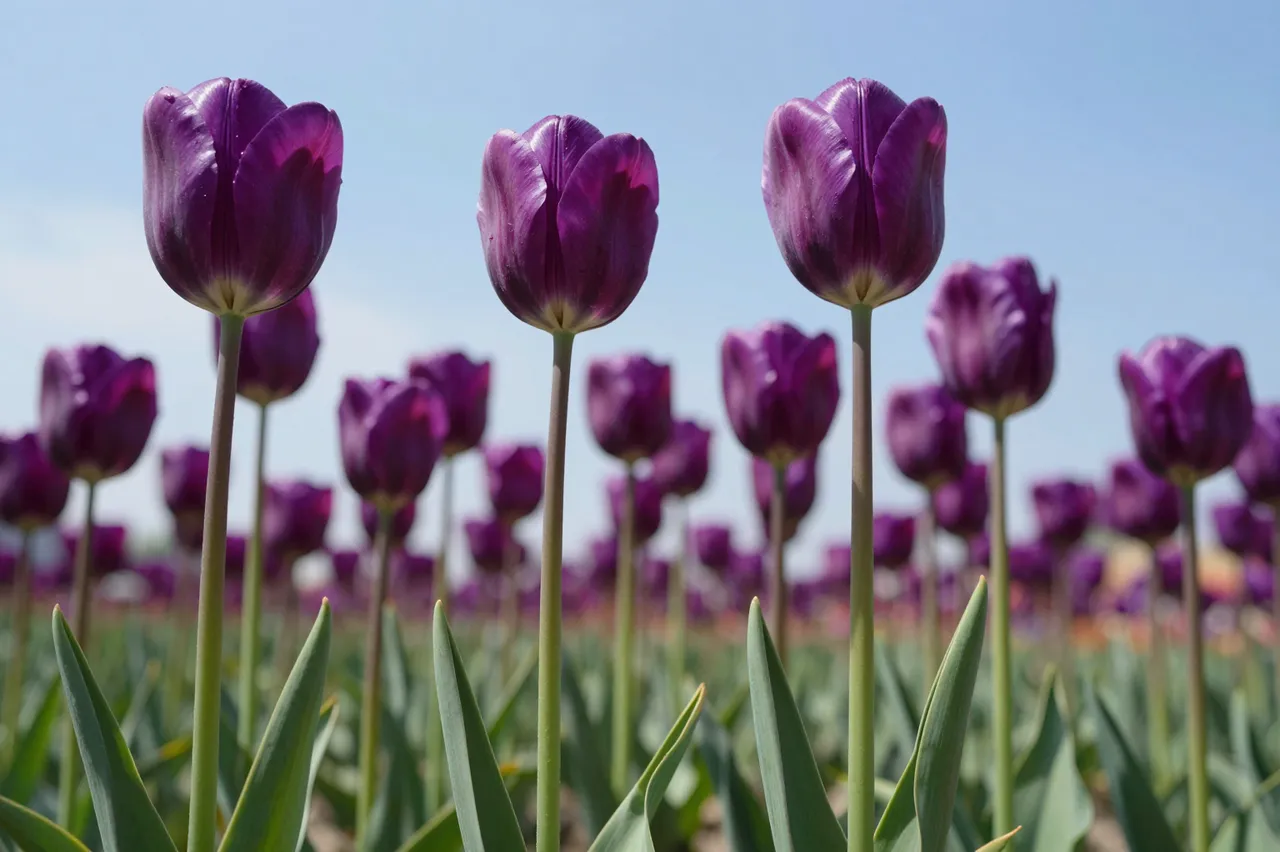 Close low-angle view of deep purple tulips rising against a bright clear blue sky