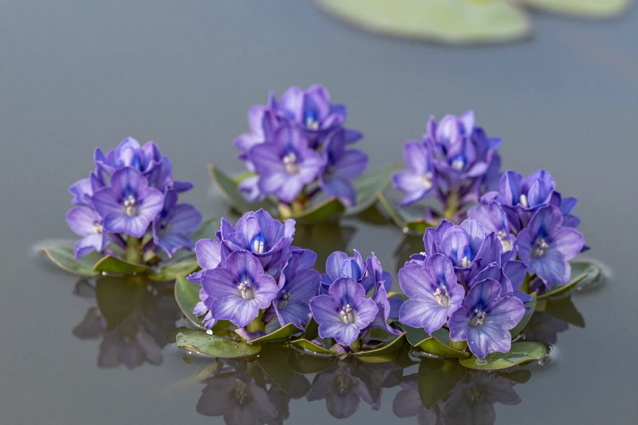 Clusters of purple water hyacinth flowers float on the still, reflective surface of a slow river