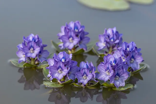 Clusters of purple water hyacinth flowers float on the still, reflective surface of a slow river