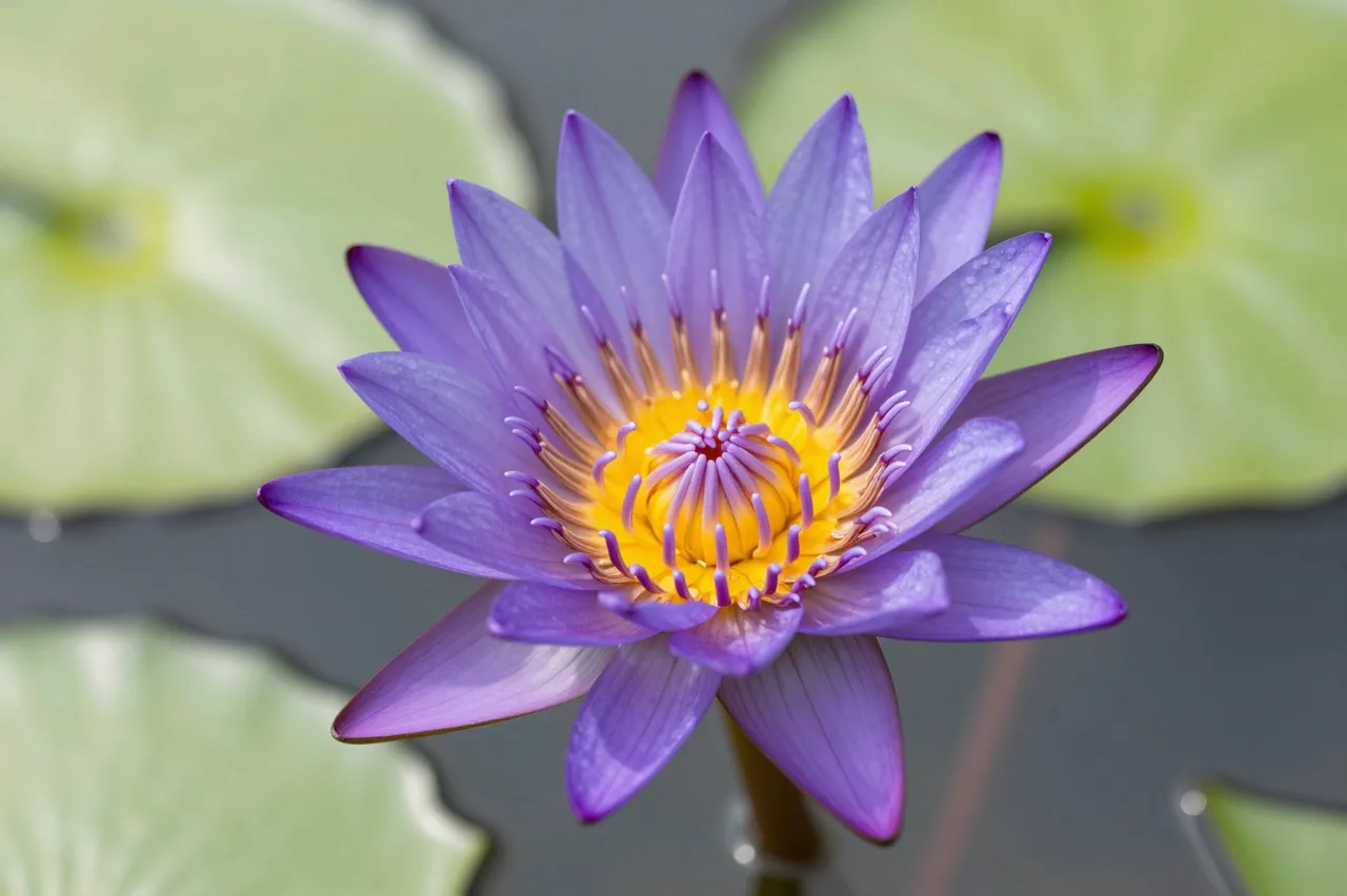 Close up of a purple water lily with a bright yellow center, surrounded by blurred green lily pads on dark pond water