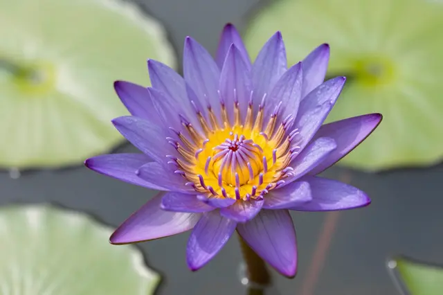 Close up of a purple water lily with a bright yellow center, surrounded by blurred green lily pads on dark pond water