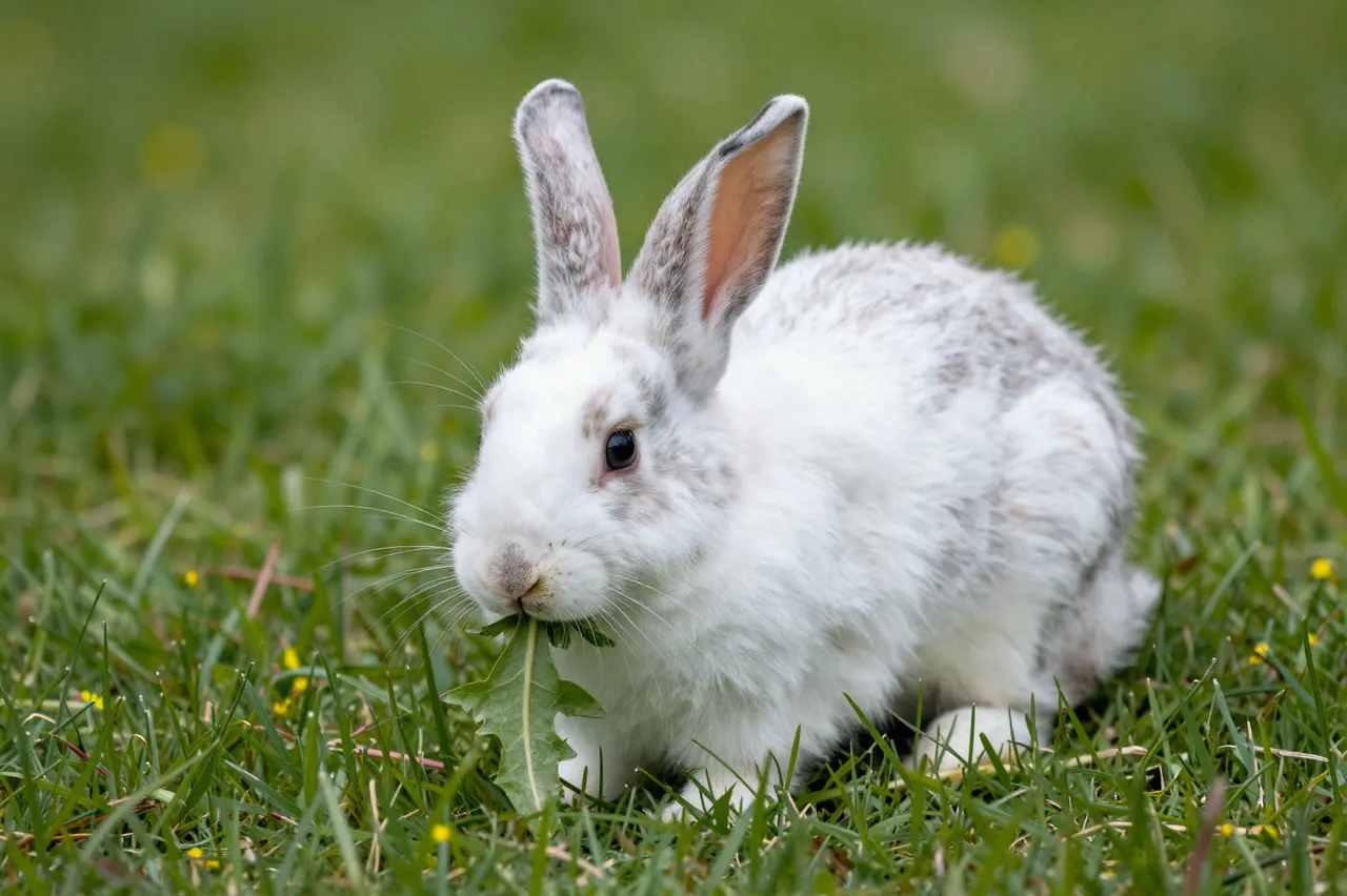 A white and gray domestic rabbit sits in grass chewing on a green dandelion leaf