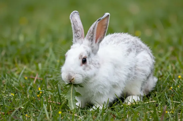 A white and gray domestic rabbit sits in grass chewing on a green dandelion leaf