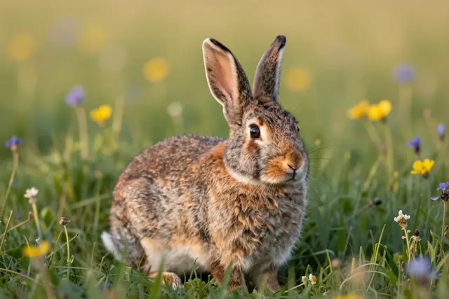 A brown cottontail rabbit with upright ears sits alert in a sunlit wildflower meadow.