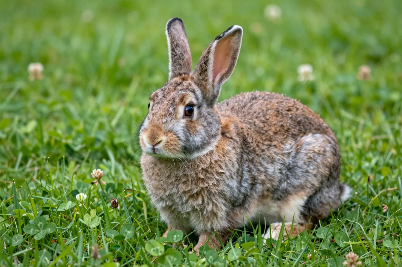 A brown and gray cottontail rabbit sits upright in lush green grass dotted with clover blooms.