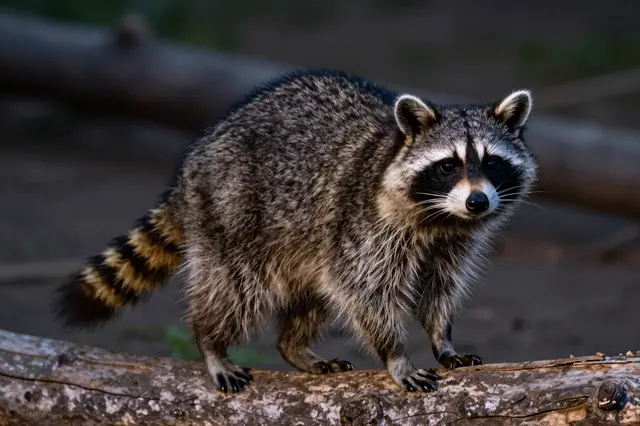 A masked raccoon stands alert on a weathered wooden log in dim evening woodland light.