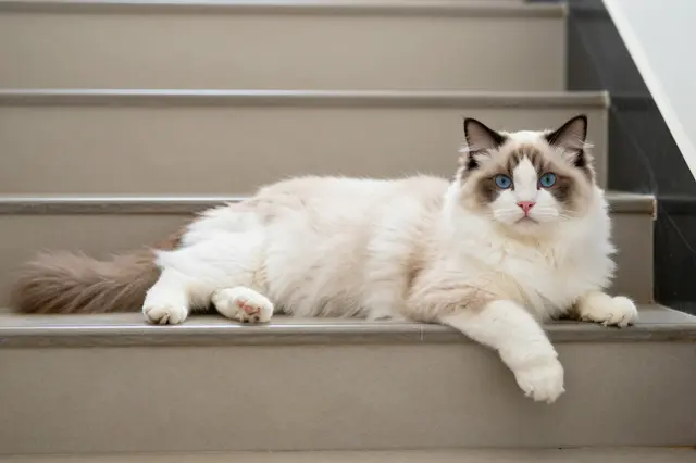 Fluffy blue-eyed ragdoll cat lies relaxed across a sunny indoor staircase step looking toward the camera.