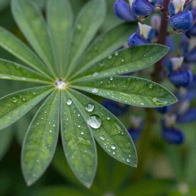 Close-up macro view of clear water droplets resting on a fan-shaped green lupine leaf next to purple lupine blooms