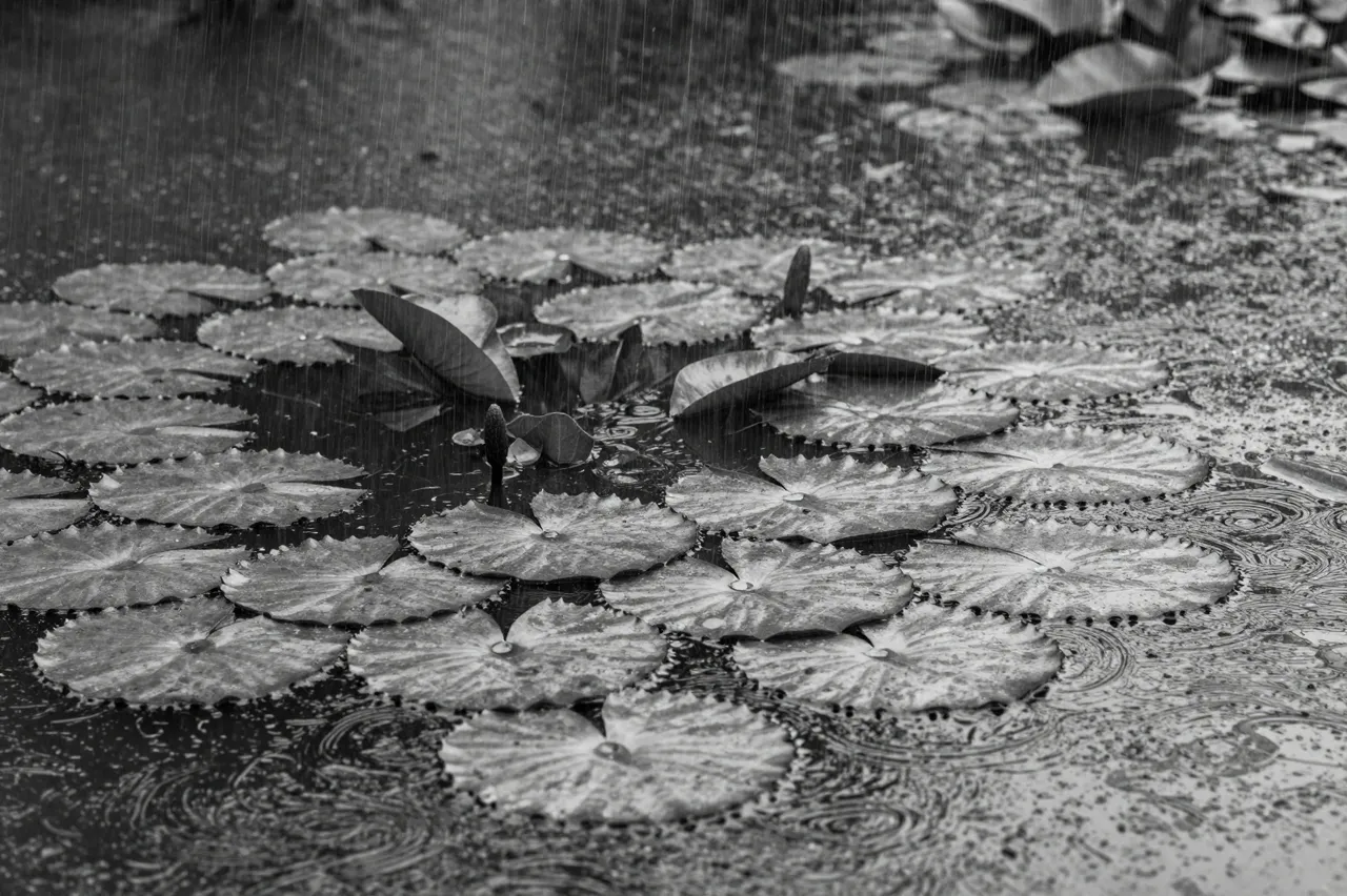Black and white view of heavy rain falling on a pond dotted with lily pads and spreading water rings.
