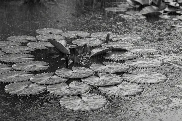Black and white view of heavy rain falling on a pond dotted with lily pads and spreading water rings.