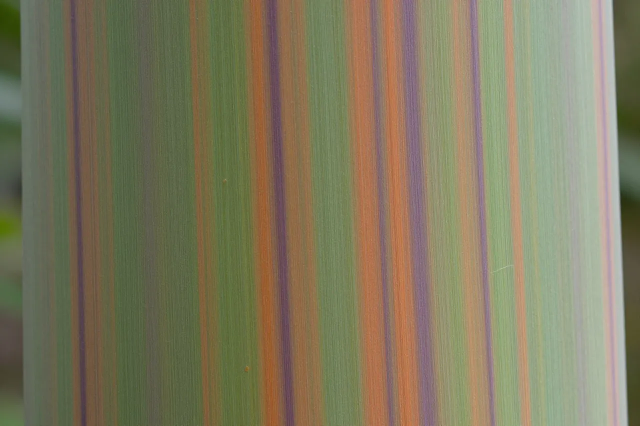 Close-up full-frame view of striped rainbow eucalyptus tree bark with green, orange, and purple vertical streaks