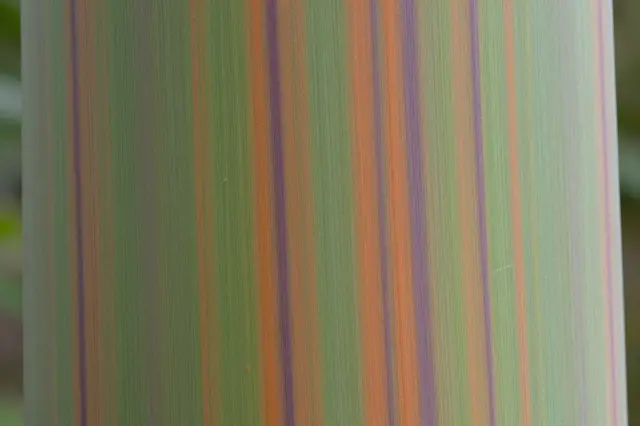Close-up full-frame view of striped rainbow eucalyptus tree bark with green, orange, and purple vertical streaks