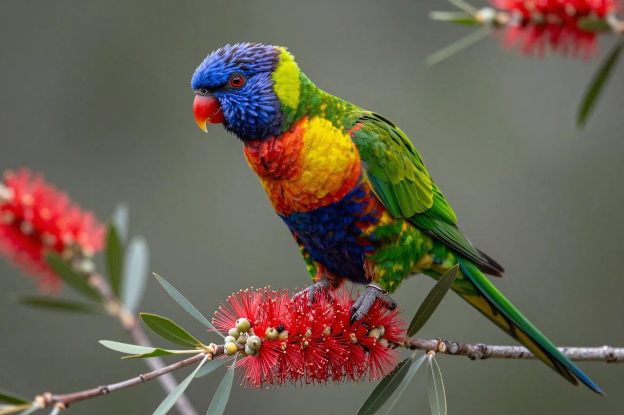 A vibrant rainbow lorikeet perches on a red bottlebrush flower branch against a soft blurred background