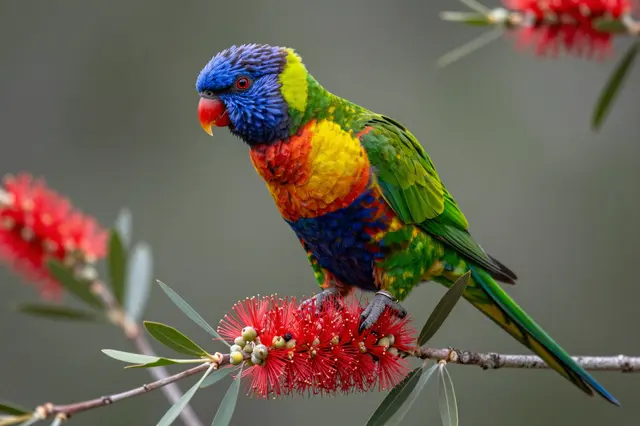 A vibrant rainbow lorikeet perches on a red bottlebrush flower branch against a soft blurred background