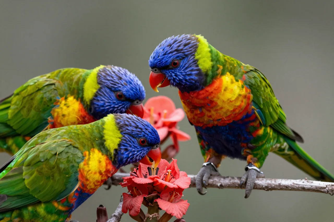 Three vibrant rainbow lorikeets perch on a branch and feed from bright red flowers