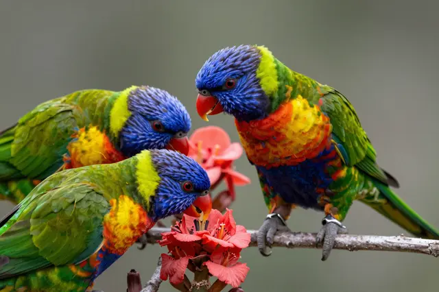 Three vibrant rainbow lorikeets perch on a branch and feed from bright red flowers